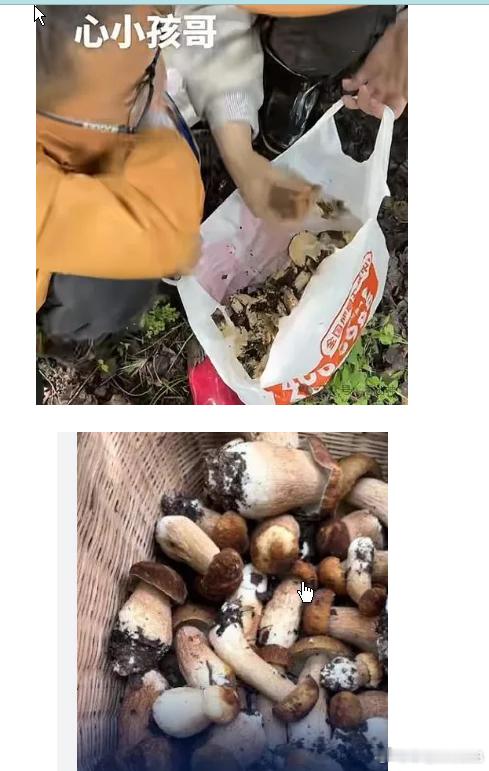 网页链接情侣采10斤菌子被本地小孩哥扔8斤挑出有毒的，然后才下山去找餐馆烹饪。 
