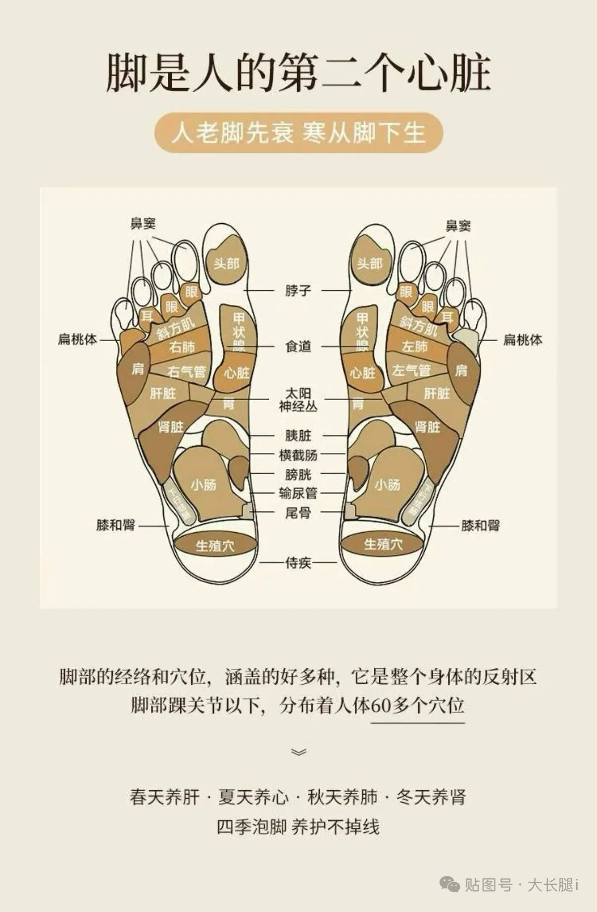 夏天泡脚是顶级养生！因为夏天最热，人体阳气在夏天最旺盛【宜养心】。而双脚汇集全身