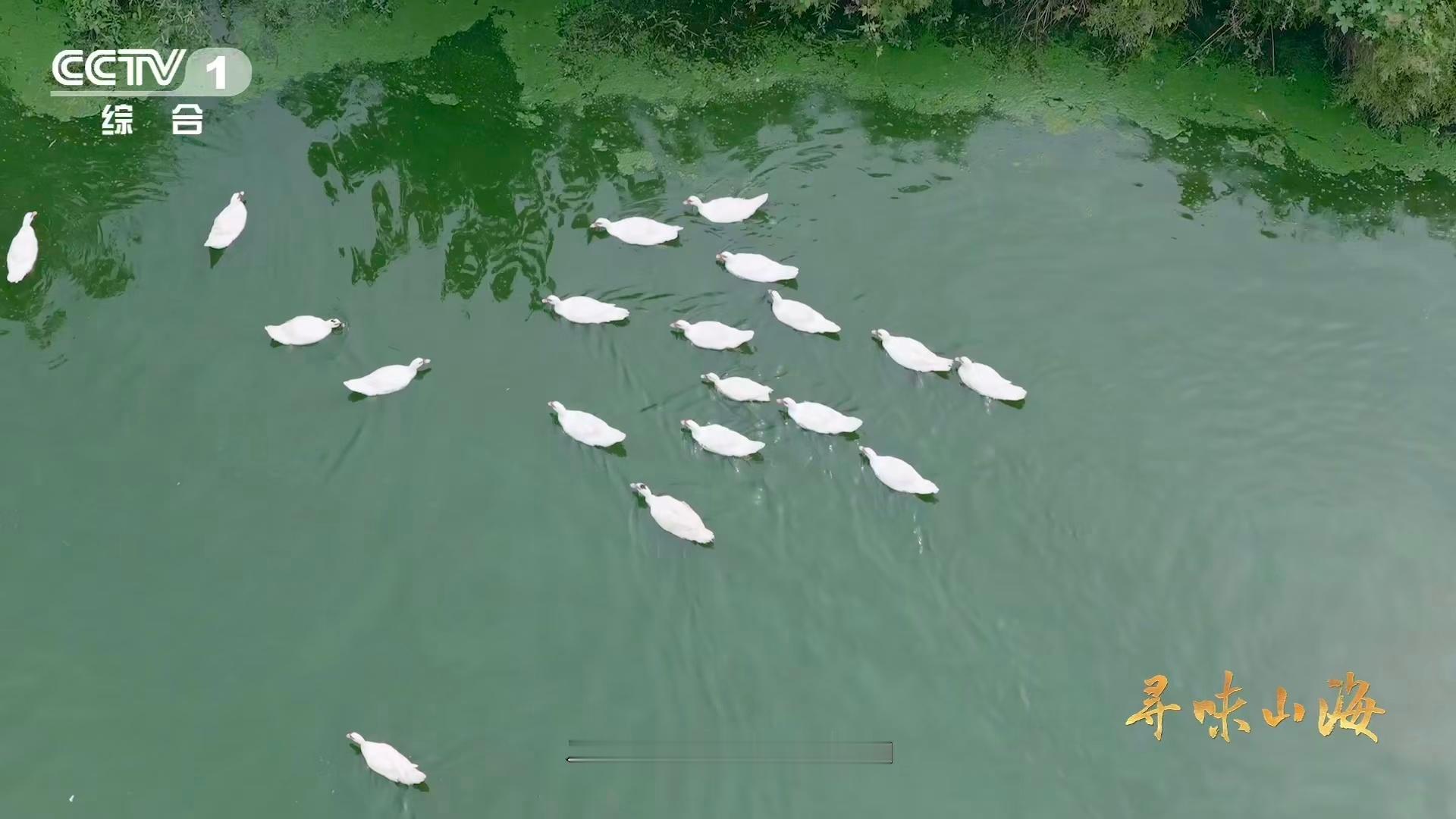 我国约3000年前就驯化家鸭了湖北这种鸭子长得像鹅却叫鸟 读《吴地记》才知道，吴