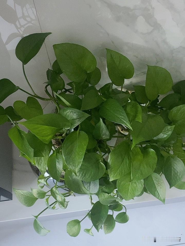 岁岁风调雨顺，请赐下联 硬核上联求对 友友友请上联 友友盼赐下联 友友请给下联 