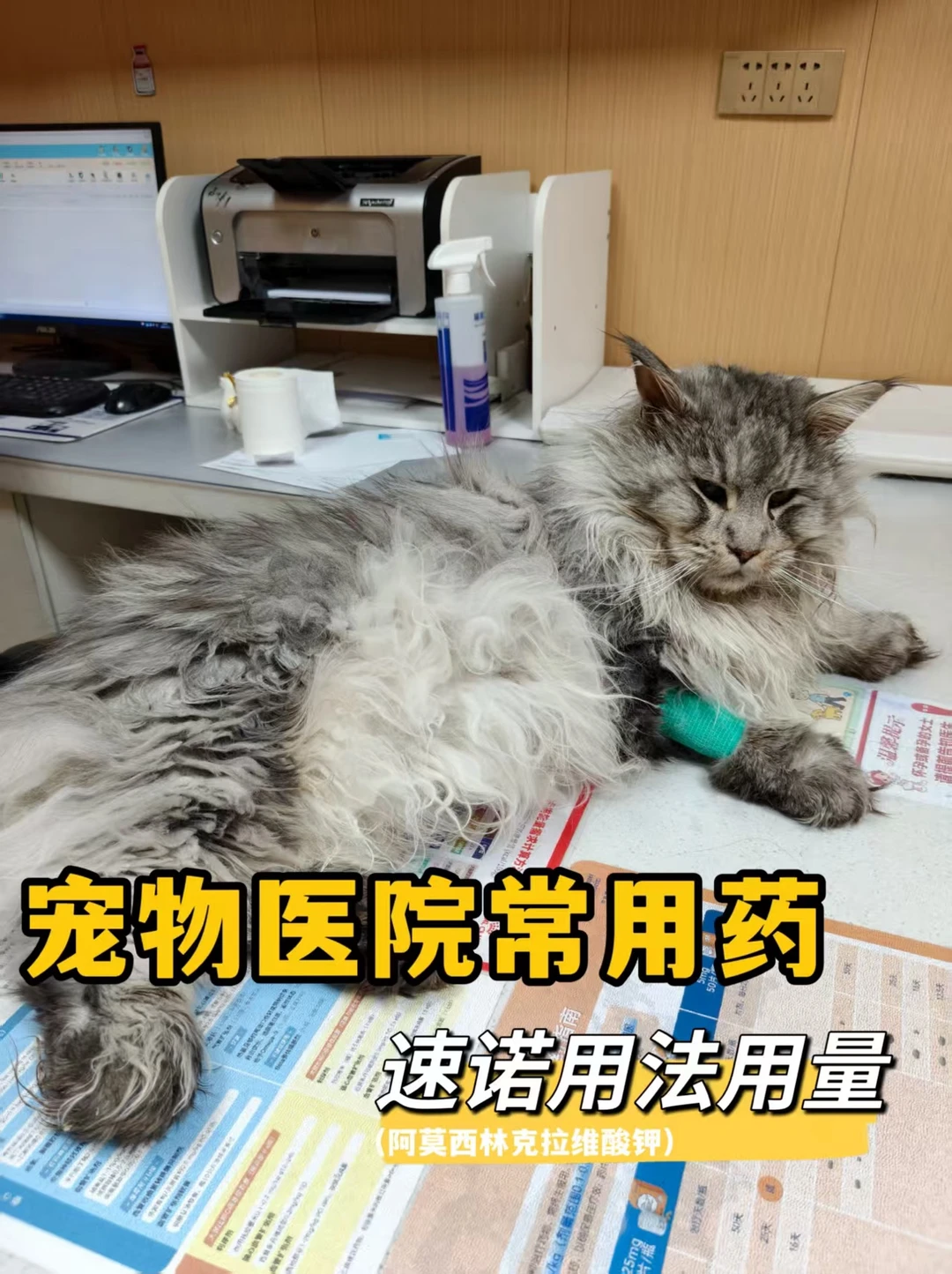 宠物医院首选杀菌消炎药—速诺，你会用吗？