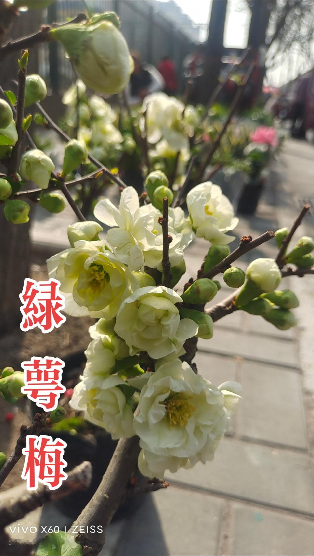 \上林北路梅园