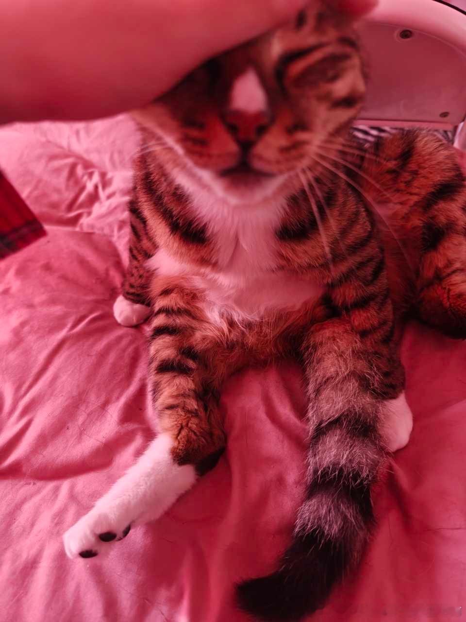 49392【丑萌】全世界最爱被摸头的小猫