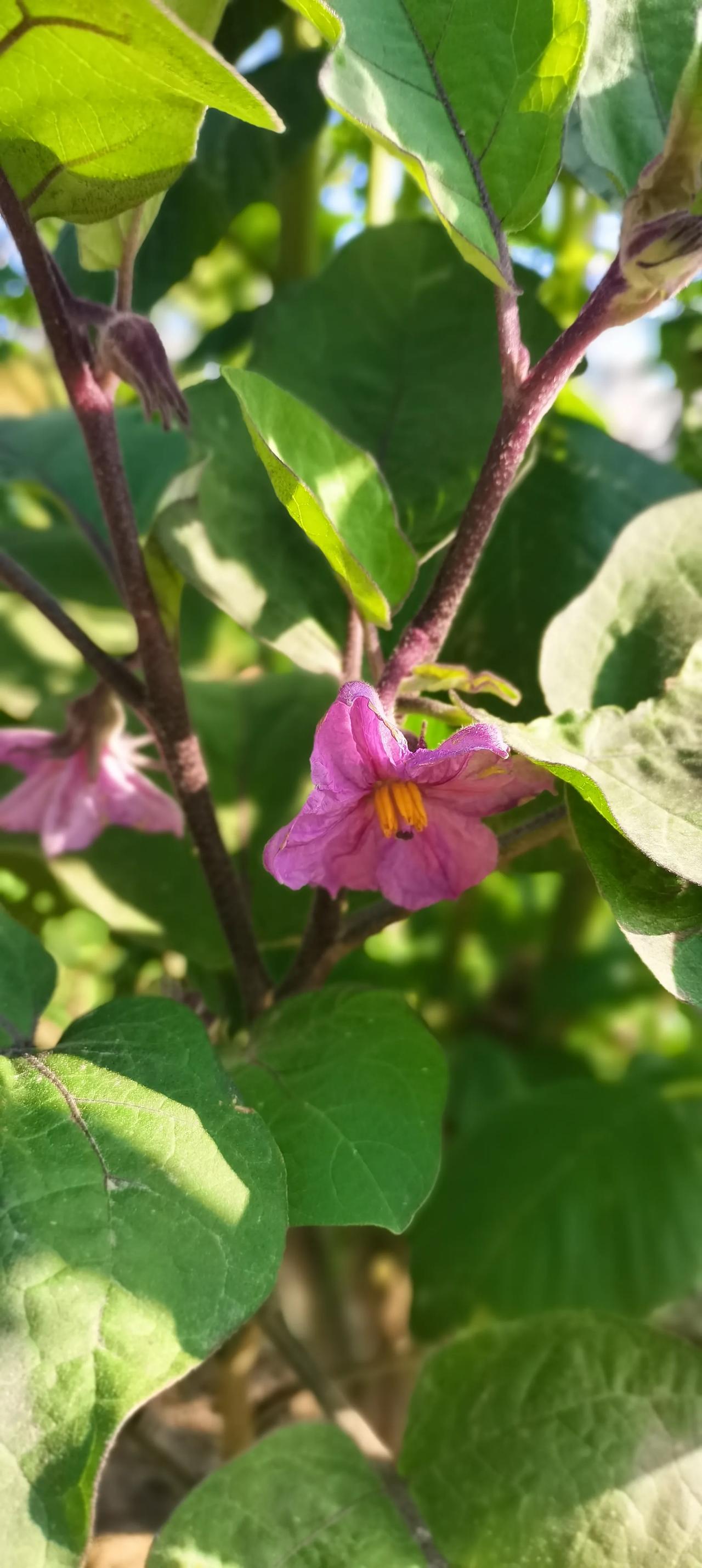 俗话说
“秋败茄子似毒药，
秋败丝瓜似良药”！
这是什么意思？#茄子花# #分享