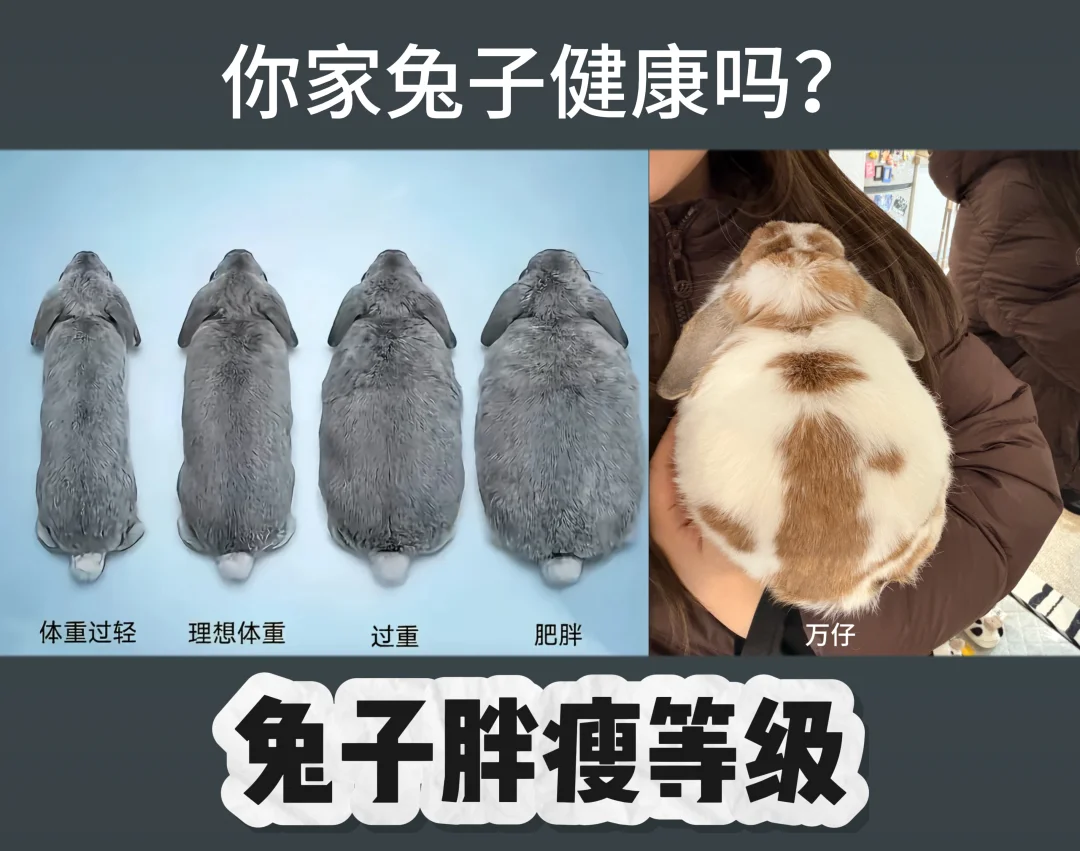 🤔敢晒你的兔子什么等级吗？
