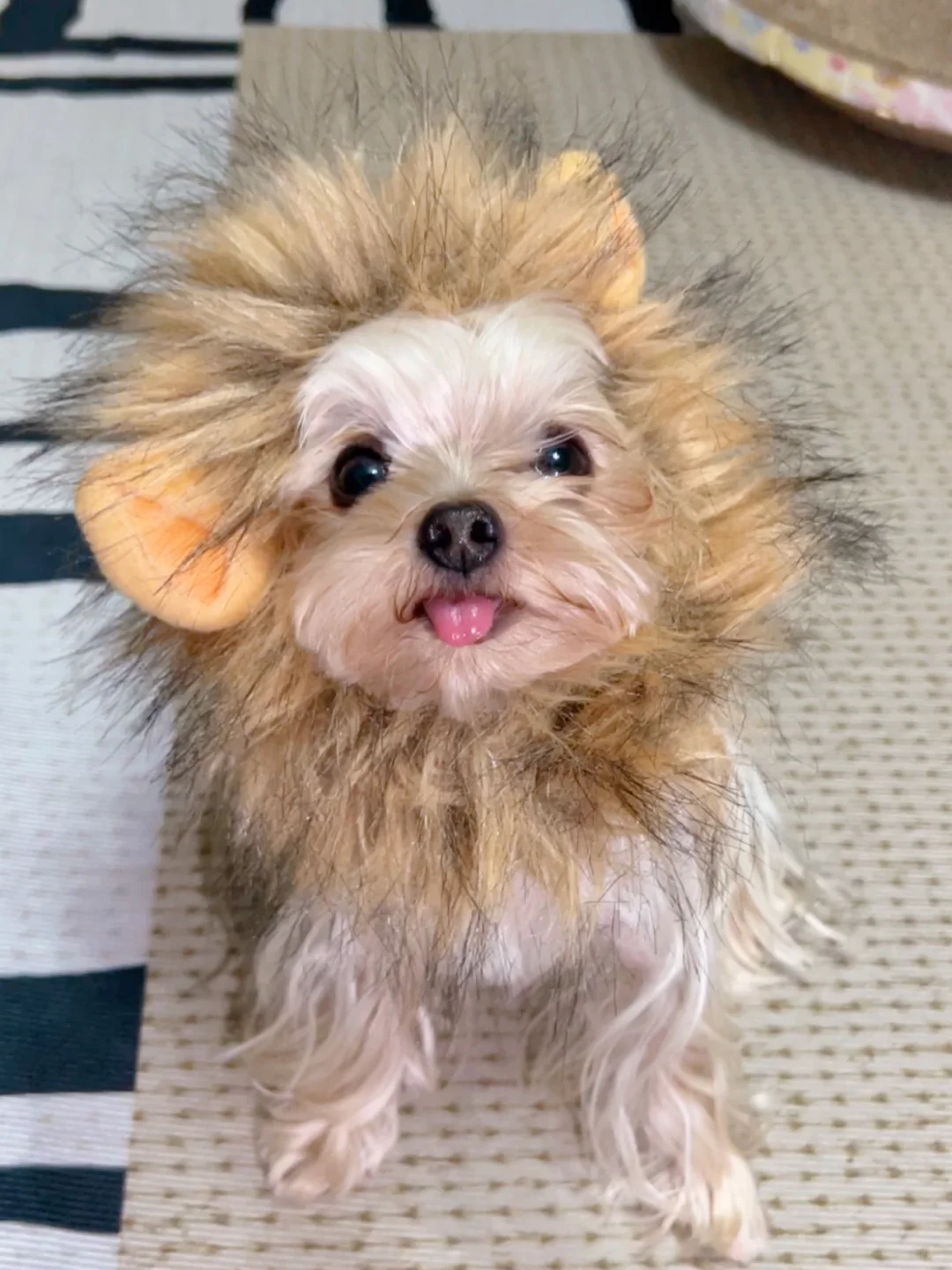 🐾｜听说屎黄色的小狗最有心机了❓🦁️