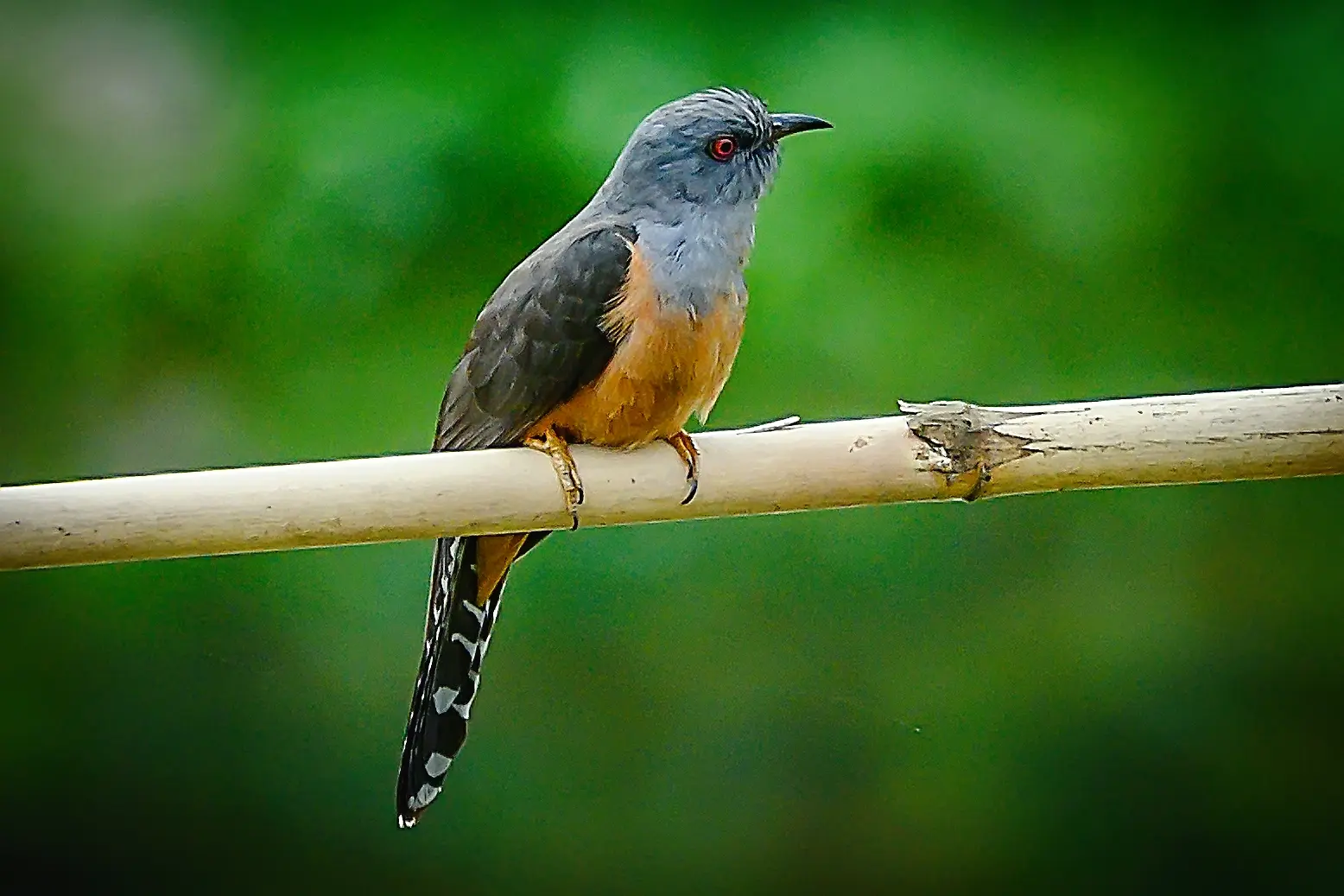 长焦观鸟---八声杜鹃。八声杜鹃，鸟纲、鹃形目、杜鹃科 。是一种小型鸟...