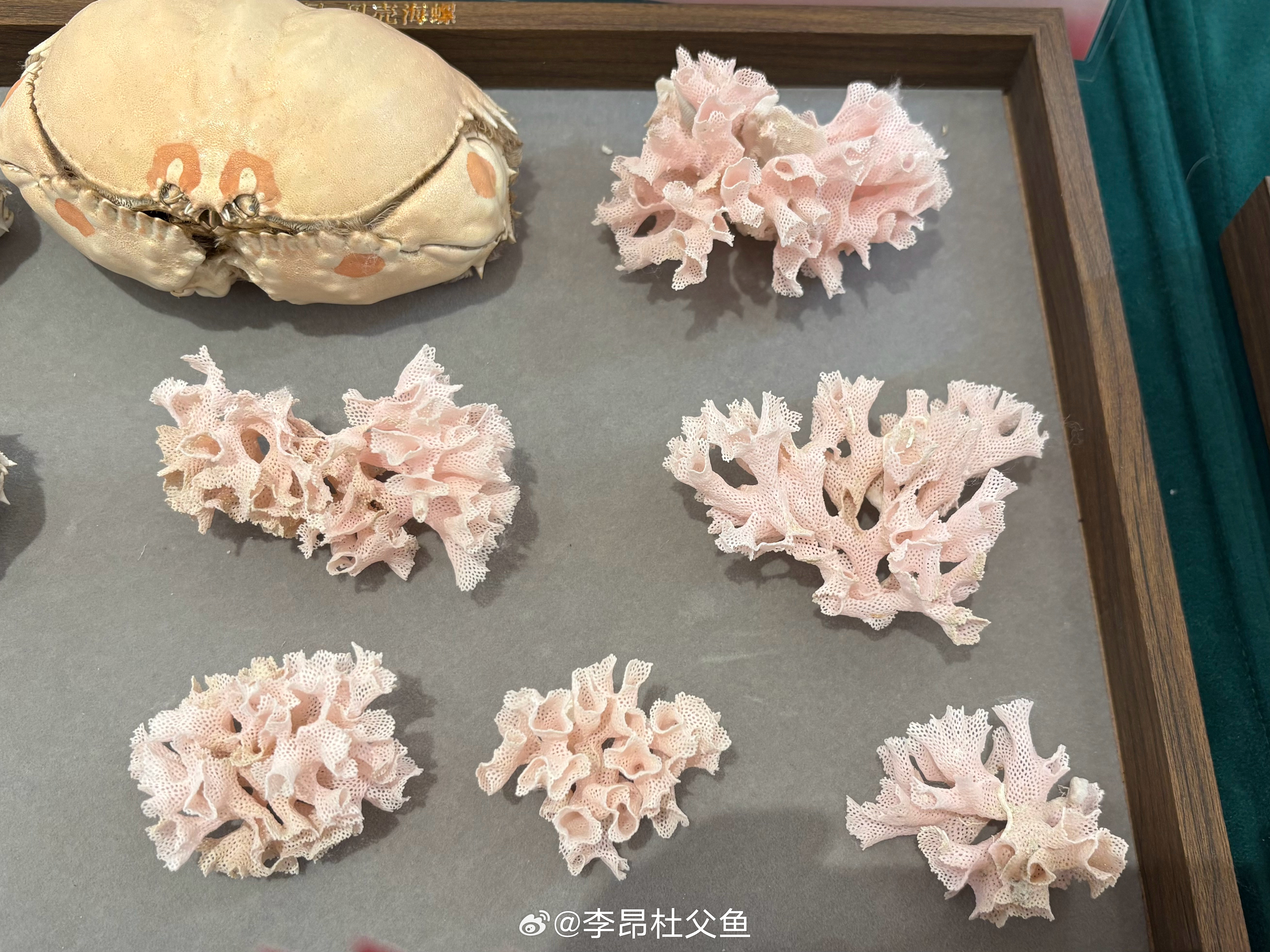 商品名常被叫做“海蕾丝”，其实它们摸上去是硬的，并不蕾丝。俭孔苔虫/Phidol