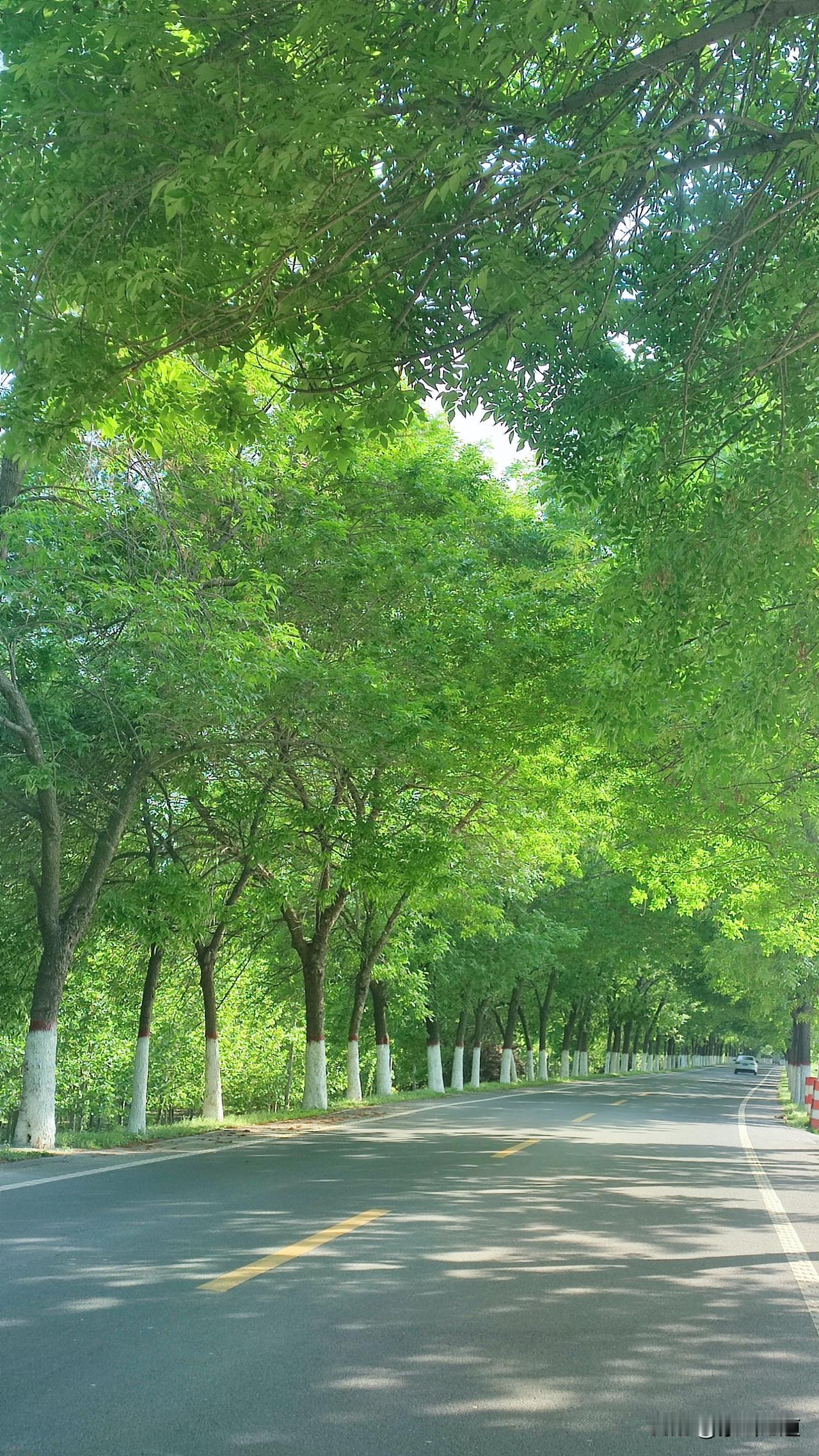 晒图笔记大赛春日的黄河大堤树木青翠欲滴，负氧离子浓度极高，是踏青赏景的好地方！