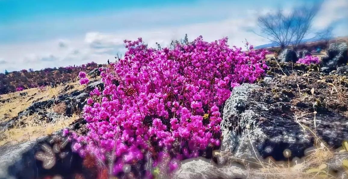 金达莱盛开的时节，领略延边迷人的风景

        你见过漫山遍野的金达莱吗