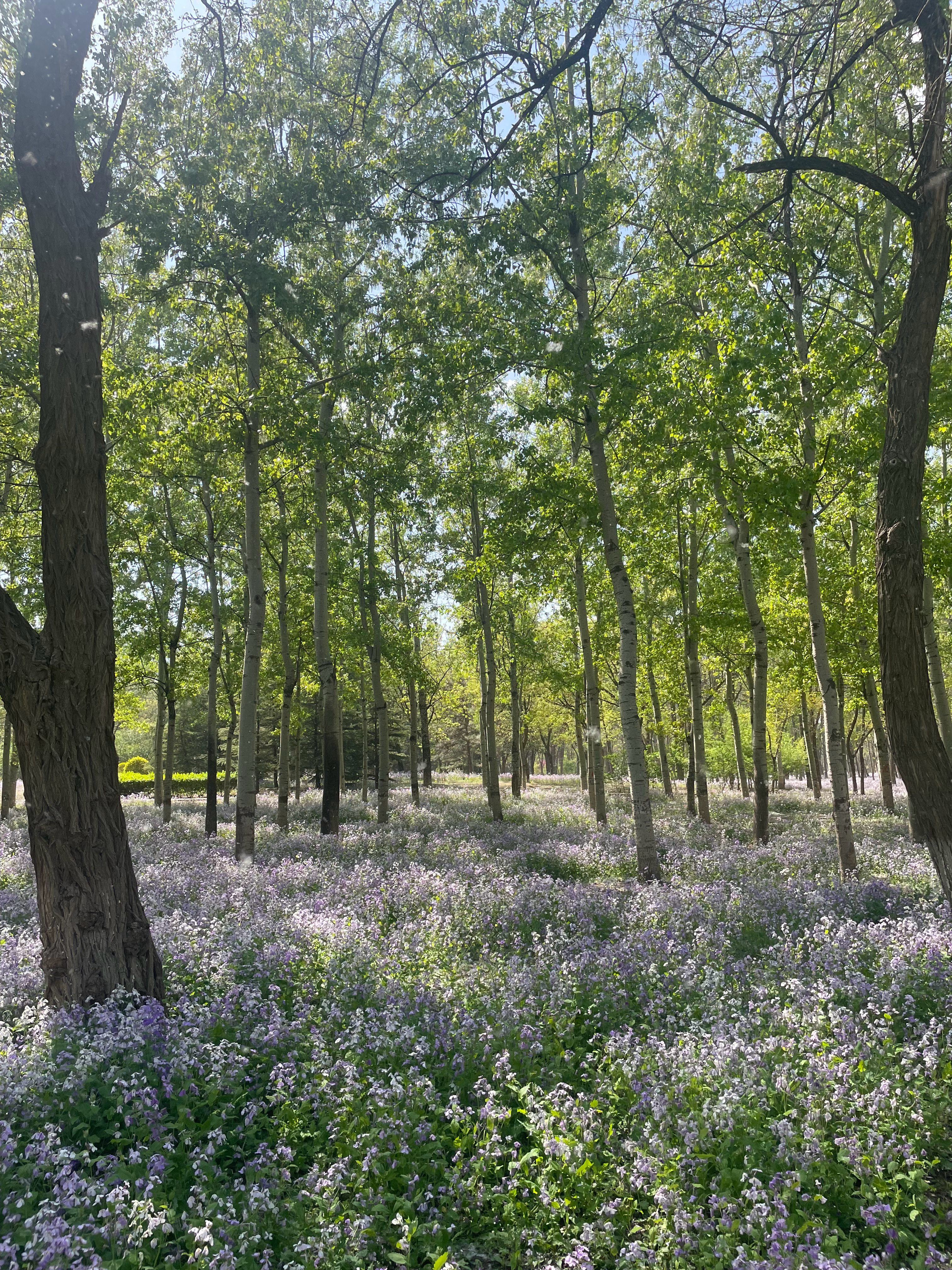 最美人间四月天。 北京·京城森林公园