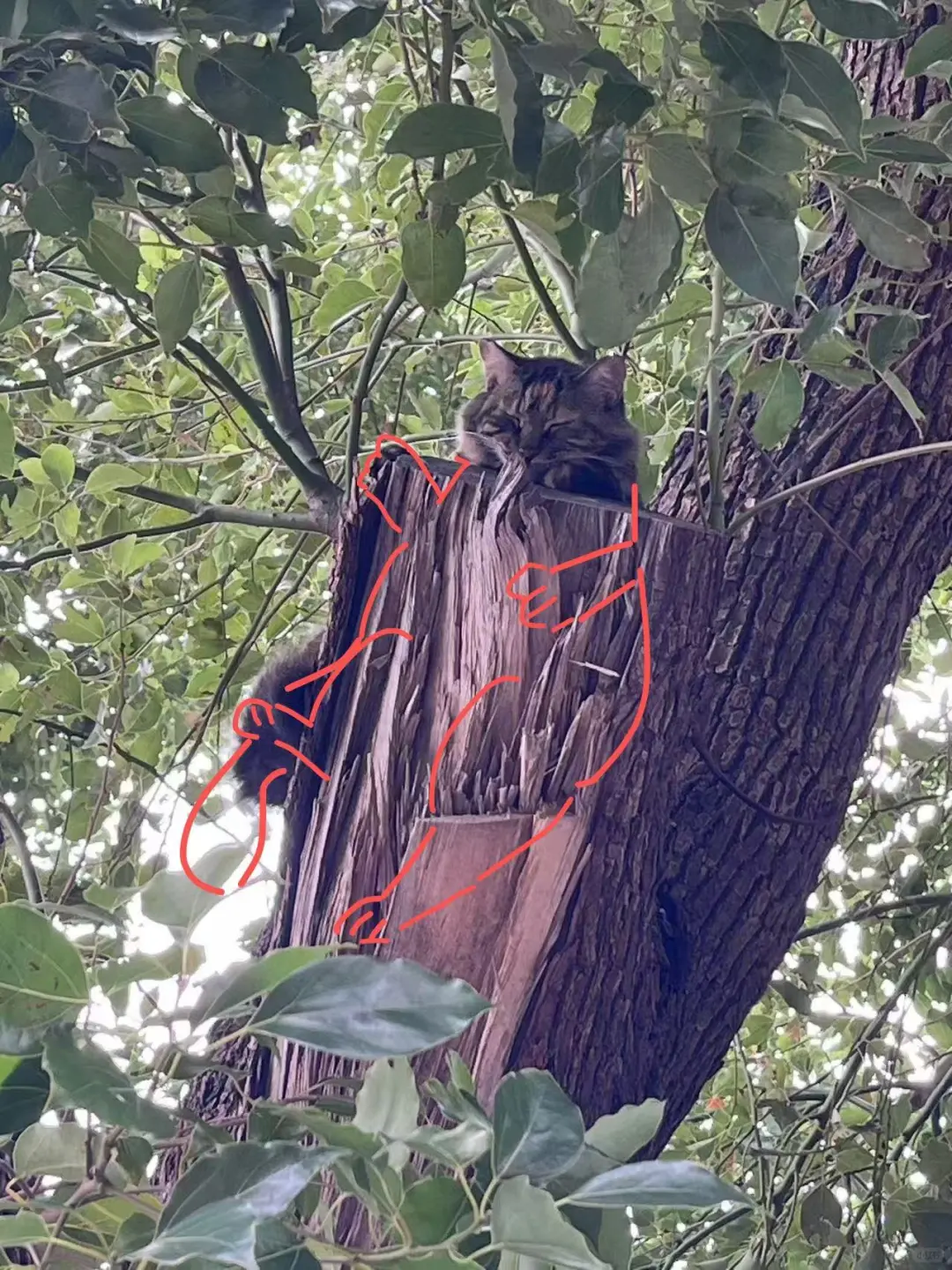宝宝你是一只树袋猫🐱