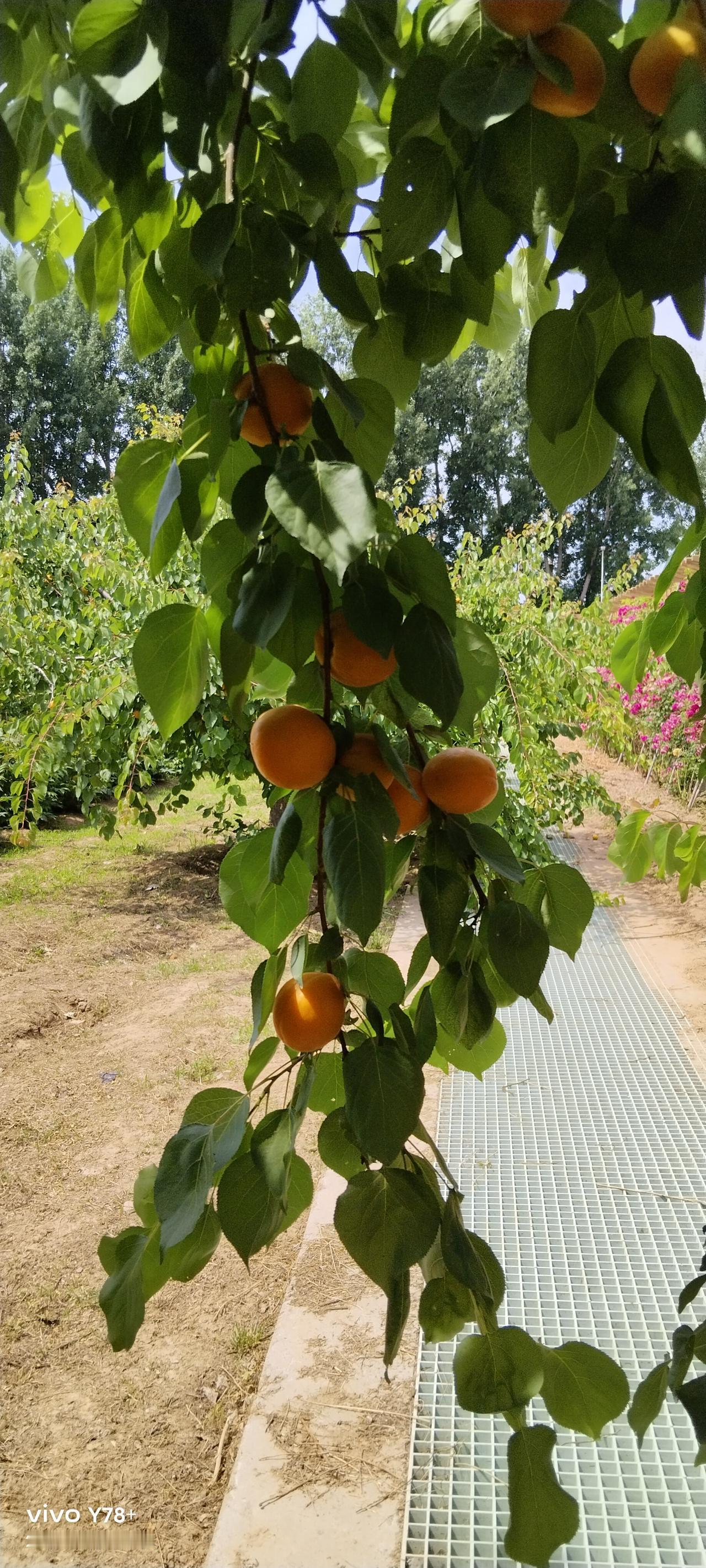 上世纪九十年代，工资一百多。
一时心血来潮，到我们县商业大厦买了一台日立牌21吋