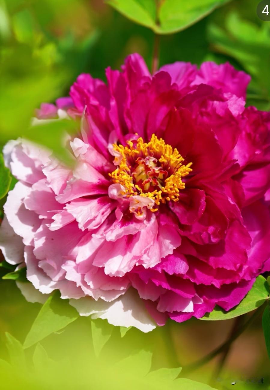 快看!一眼沦陷!洛阳牡丹一开，天下再无花！不愧是千年花都的顶流！
 
作为中国牡