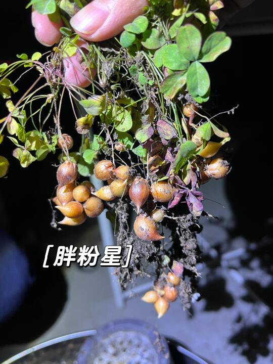 摸黑收一盆球