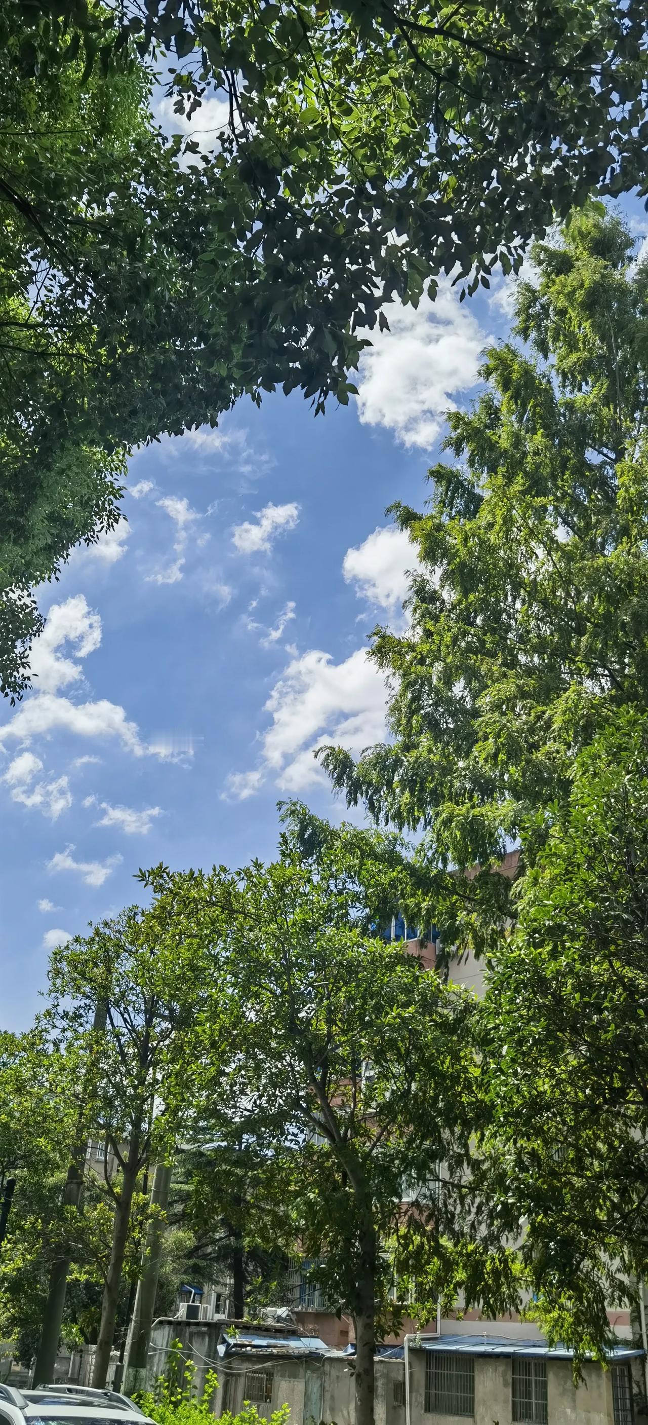 今年全国各地的桂花都没开吗？为了确证一下，我下楼去小区里拍桂树。

俗话说得好，