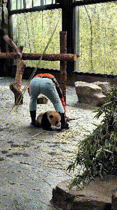注意看！饲养员给熊猫递竹笋，它偏不吃，一门心思要粘着饲养员，抱着腿就不放！饲养员