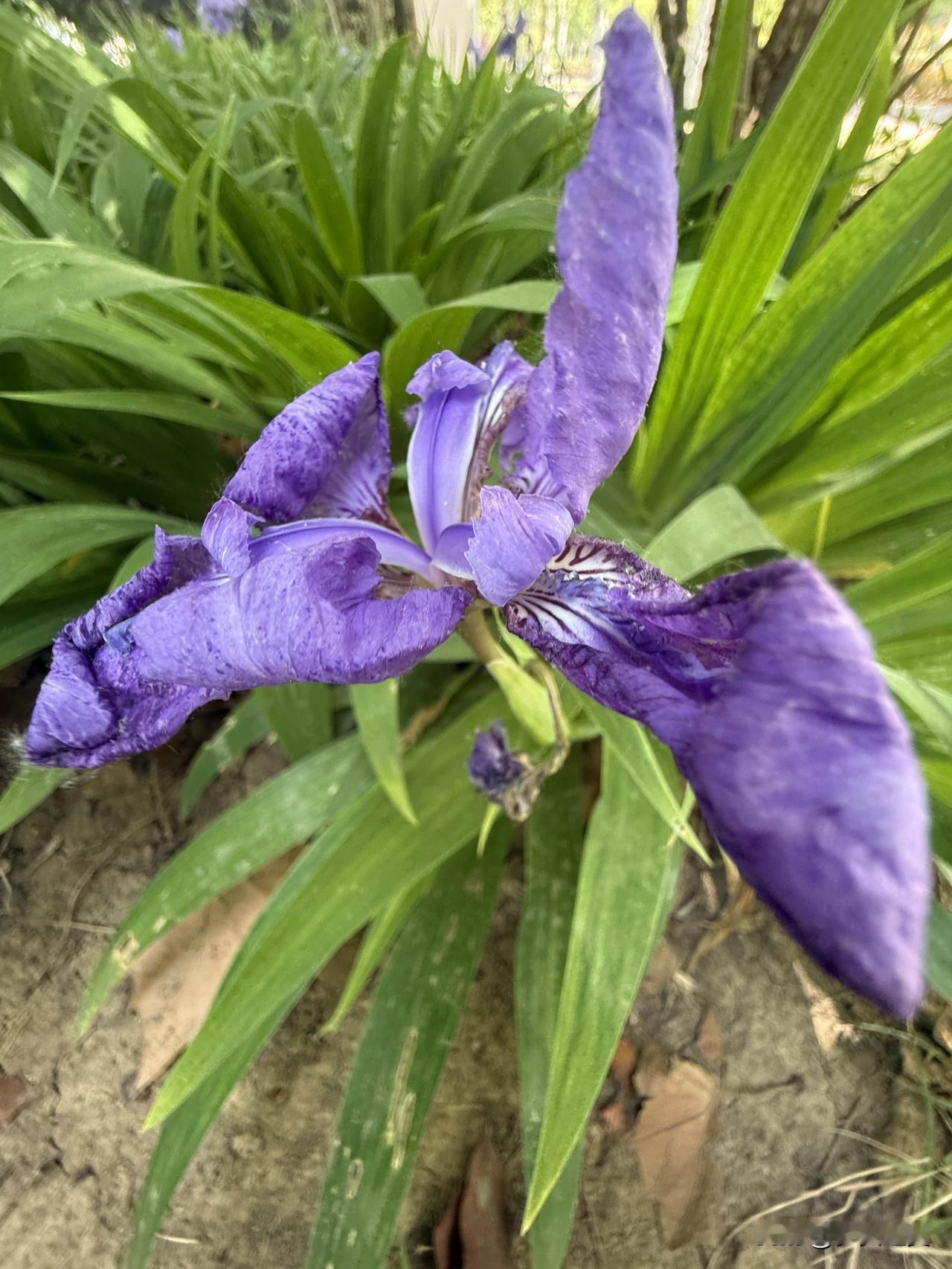 【小对联】
上：……？
下：小妖精。