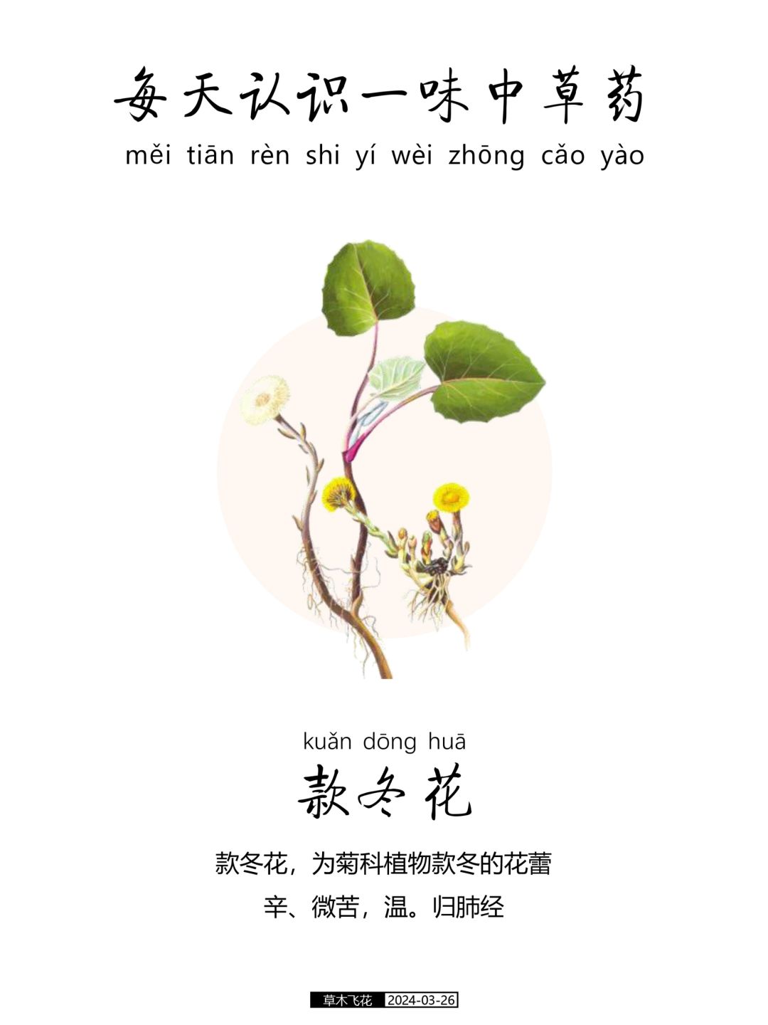 每天认识一味中草药-款冬花🌸