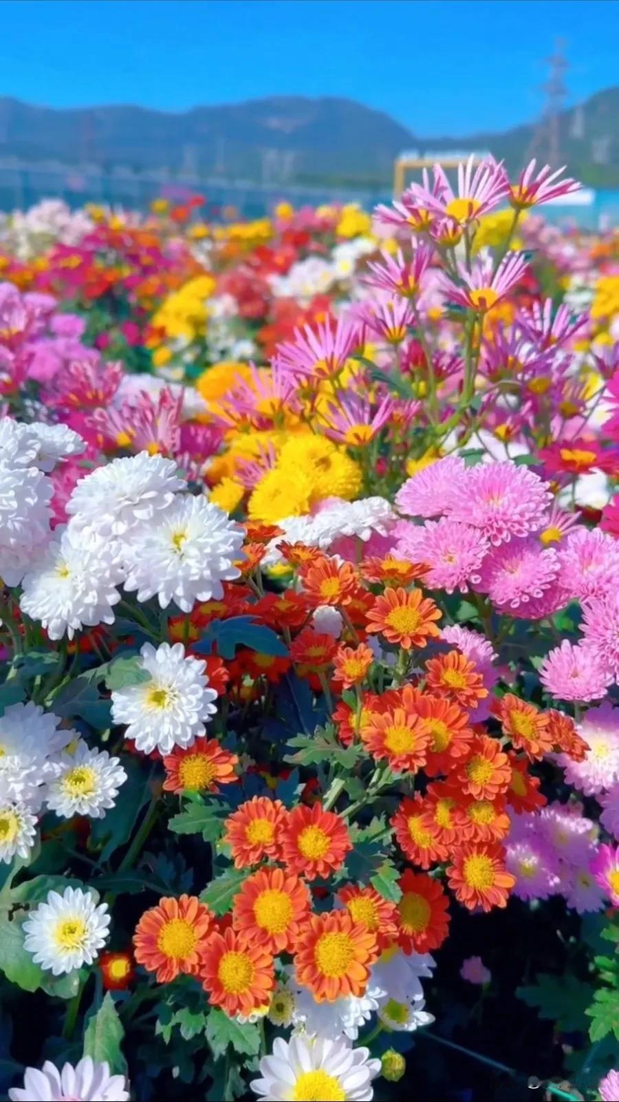 #随拍公园小菊花##随手拍秋季菊花# #随拍公园小菊花# #随手拍小菊花# #随