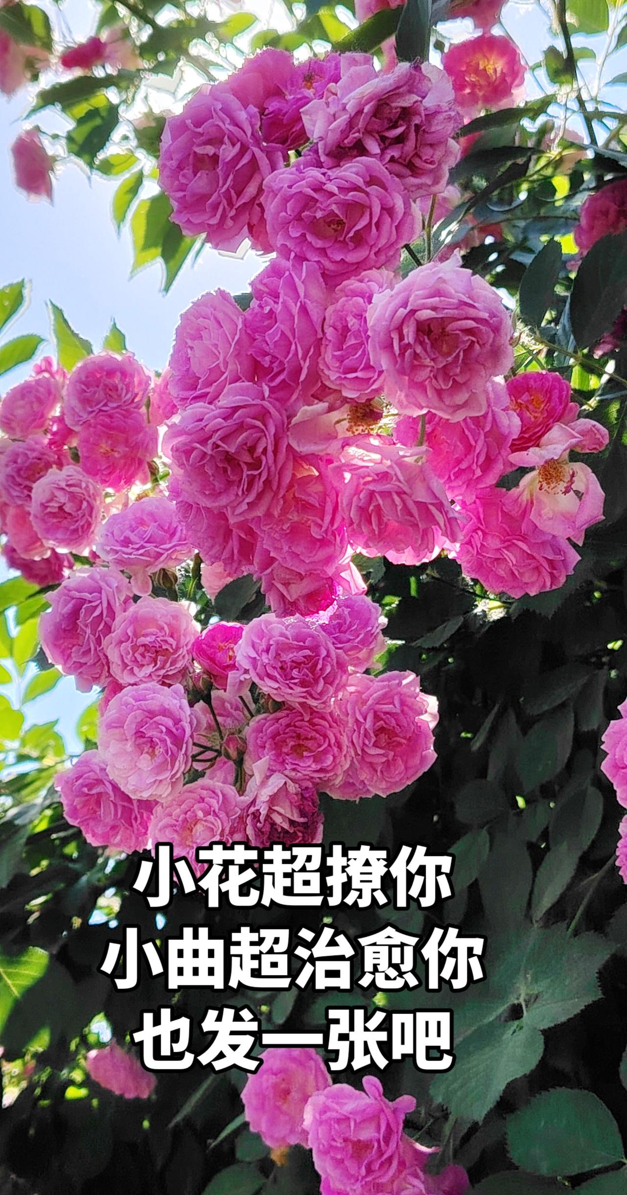 花与生活美学 晒出你镜头里的花花世界 手机拍花分享与你欣赏