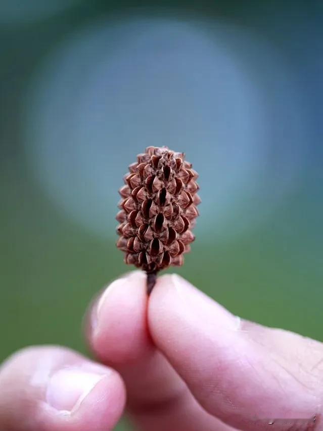 这个小物件，好多人不认识，我也不认识。
四十年前去北京开会，陪老胡去逛潘家园，花