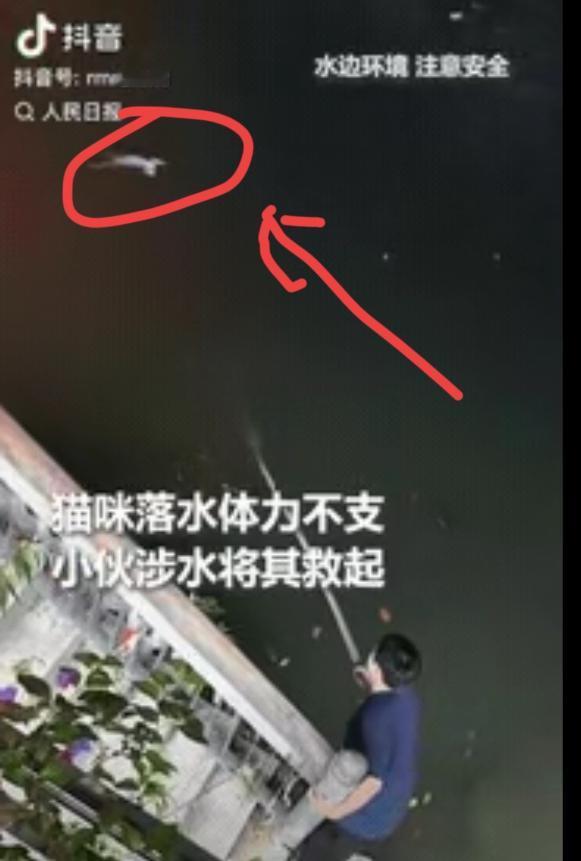 成都锦江流浪猫落水，众人围观不敢动，一匿名小伙用竹竿救下它。
 
这段救援视频被