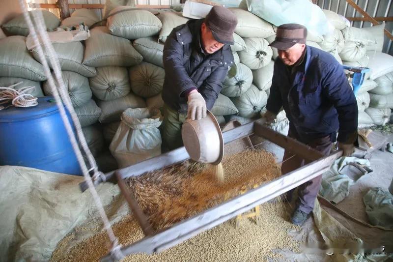 在农业生产中，肥料是保障作物茁壮成长、实现高产的关键要素，然而施肥时机与方式的选