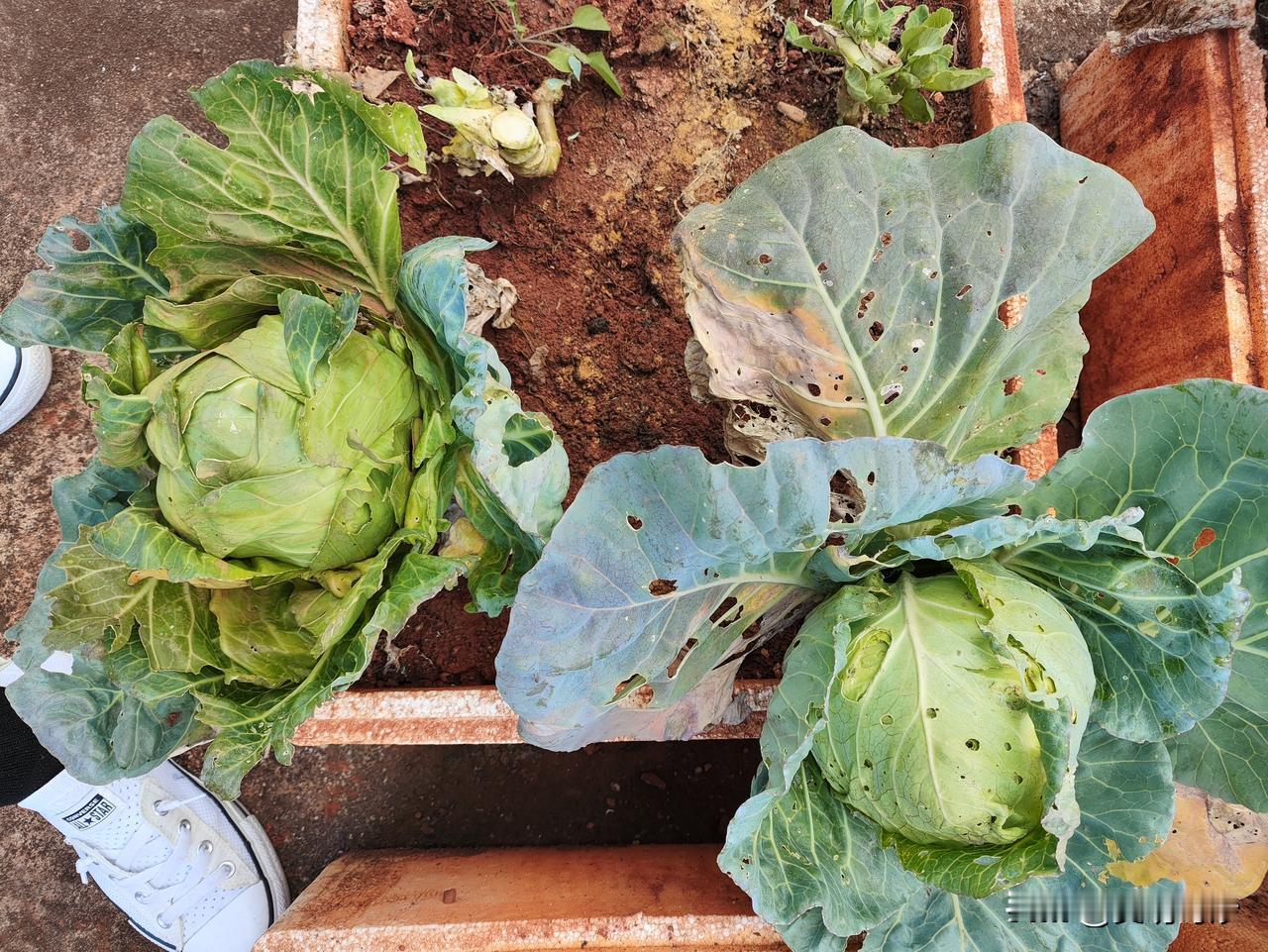 趁着降温的前一天，天气还算温暖晴朗，我准备了馒头和不打农药的蔬菜，前往弥勒湖泉生