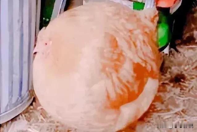 鸡:你个老6 把我画成这个狗样子，呸#网友们画的小鸡#