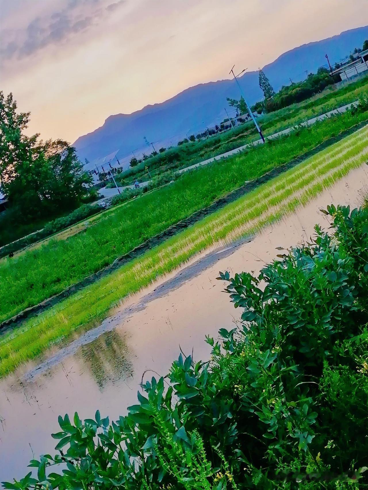 《汉中城固：秧母田已绿，“五一”后，新麦将要成熟，先是油菜田后是麦田快要插秧了（