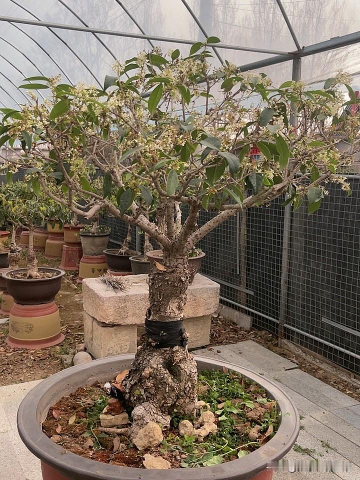 最近相册里拍的花就是桂花啦。每天都能和桂花为伴，真的太幸福。
不必刻意寻找，路过