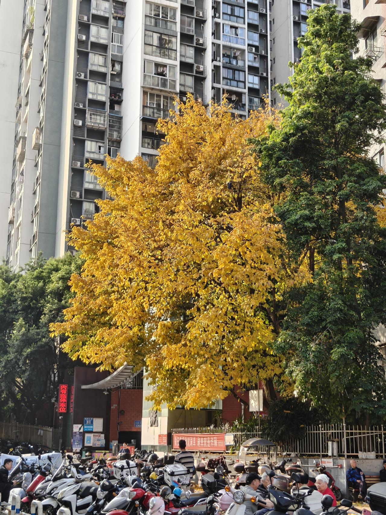 冬赏银杏叶，夏赏黄角兰