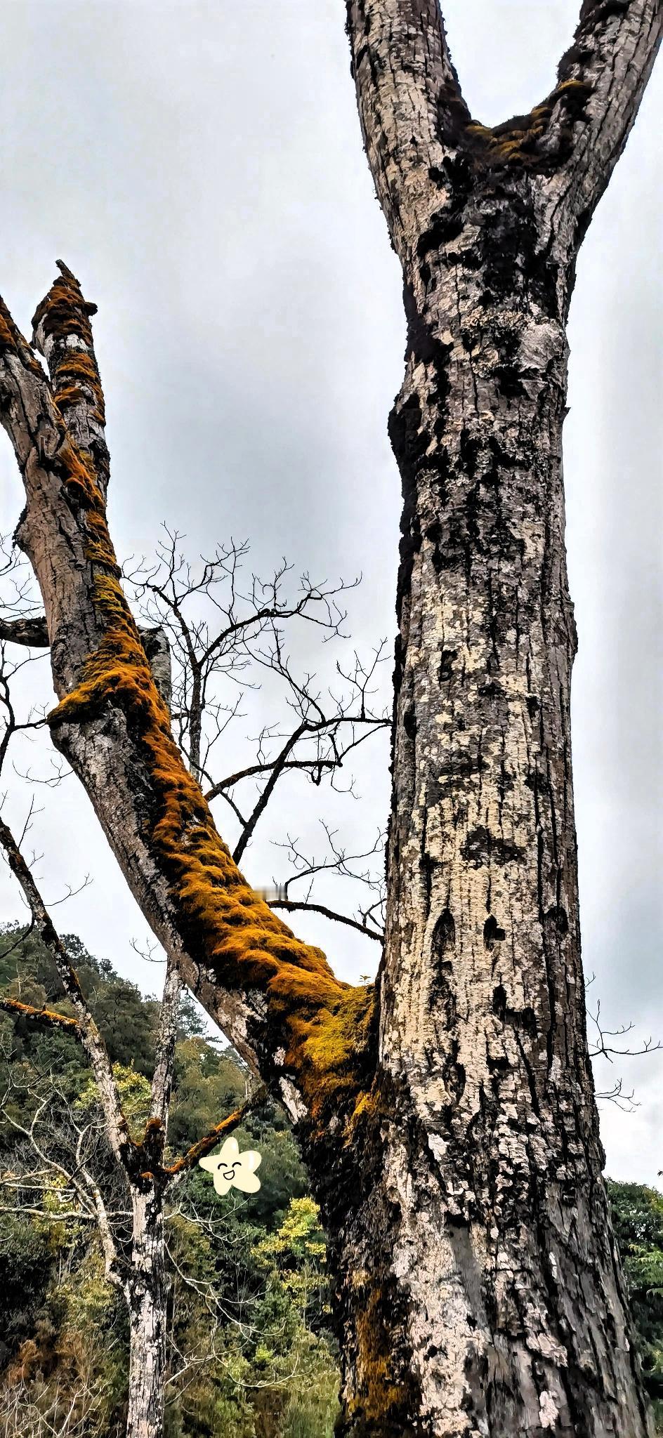 静谧森林中的古树，苔藓覆盖，岁月静好。🌳🍃