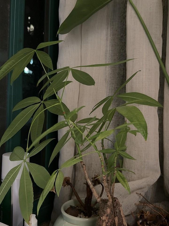 家庭角落的生机！ 小小地方，孕育者绿植！