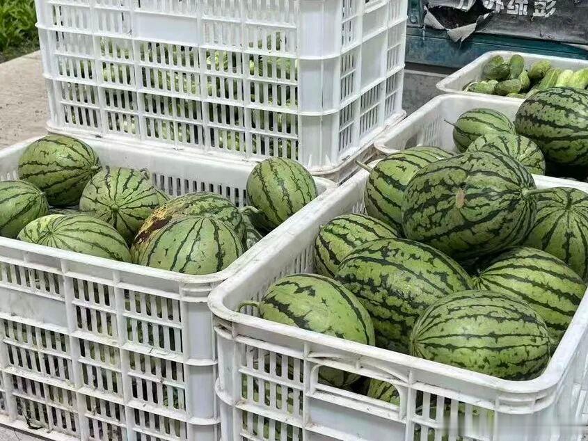黑龙江网事我的宝藏黑龙江 近期鹤北林业局有限公司食药菌蔬试验示范基地迎来果蔬丰收