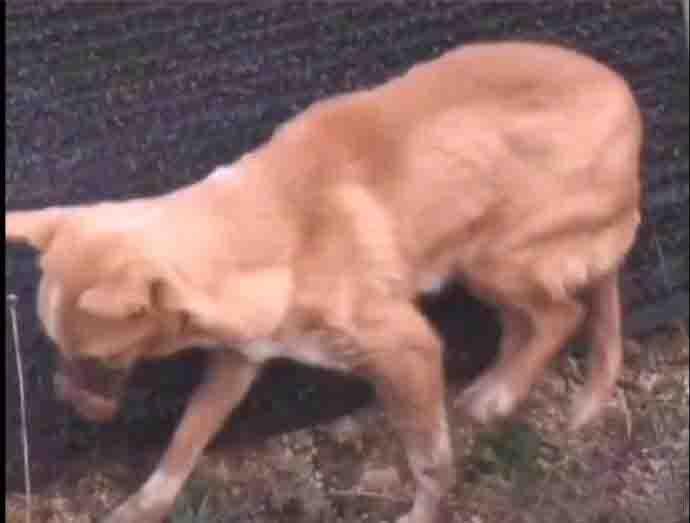 有市民发现一只狗狗嘴被人用东西缠住，看着瘦弱的狗狗应该是饿了很多天。在垃圾堆找到