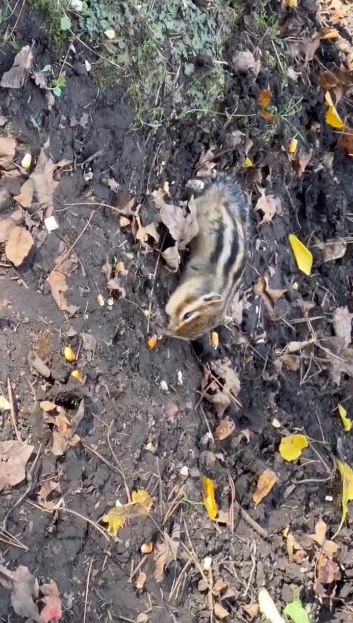 风穿过林间轻吻着我的脸庞，树影在地上画出斑驳的乐章。阳光透过叶缝编织成金色渔网，