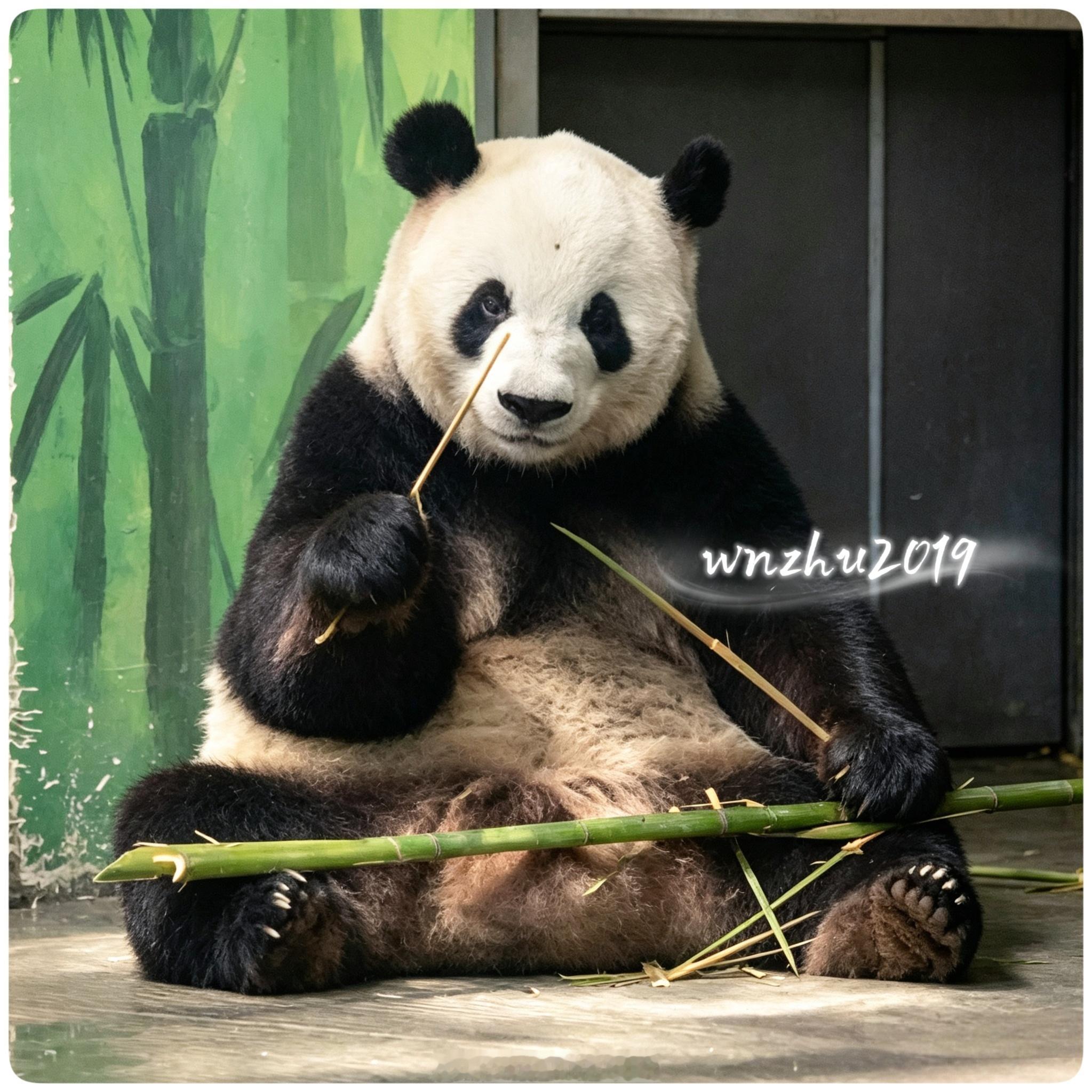 大熊猫萌兰 卡门.兰今天一早出来，卡着串门坐着。并且举起小竹签警告:你！不准再黑