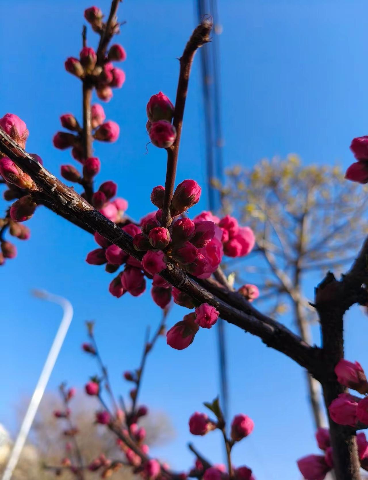 春天里的浪漫鲜花占一半 跑步治愈一切 自律的顶端就是享受孤独