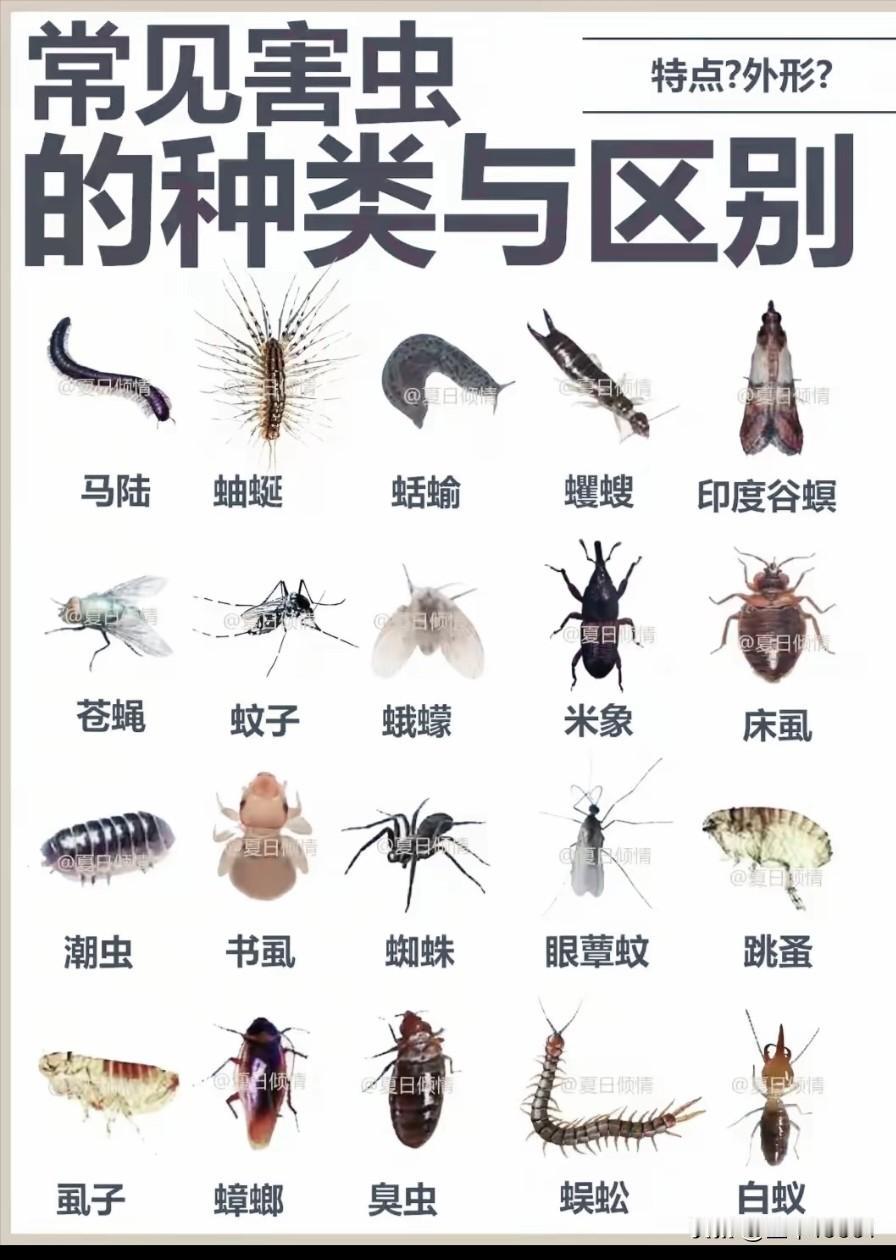 养花人最头疼的就是害虫，这张图能让咱看懂常见害虫，简直是救星！就像蚜虫，绝对是头