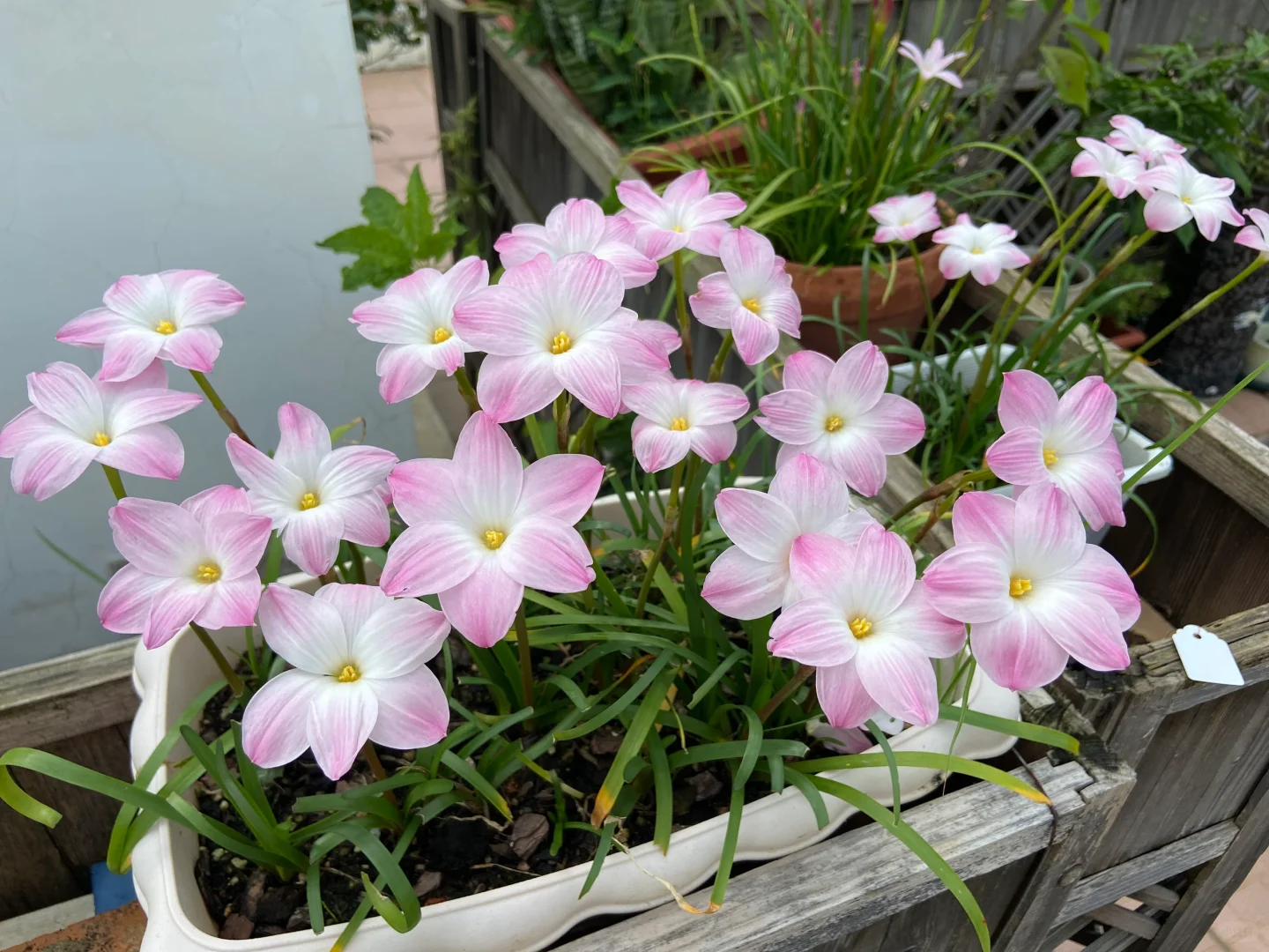 “胖丽丽”开花球30个18.8包邮，算不算好价噢～