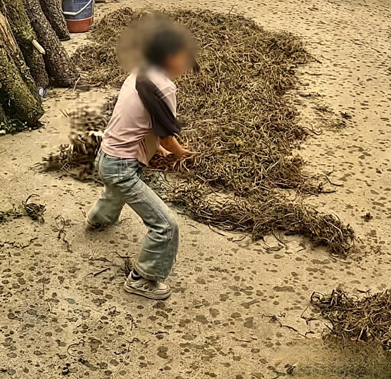 9岁姐姐带5岁弟弟雨中抢收车前草，两娃咋这么懂事呢？
一场突如其来的大雨，两个年