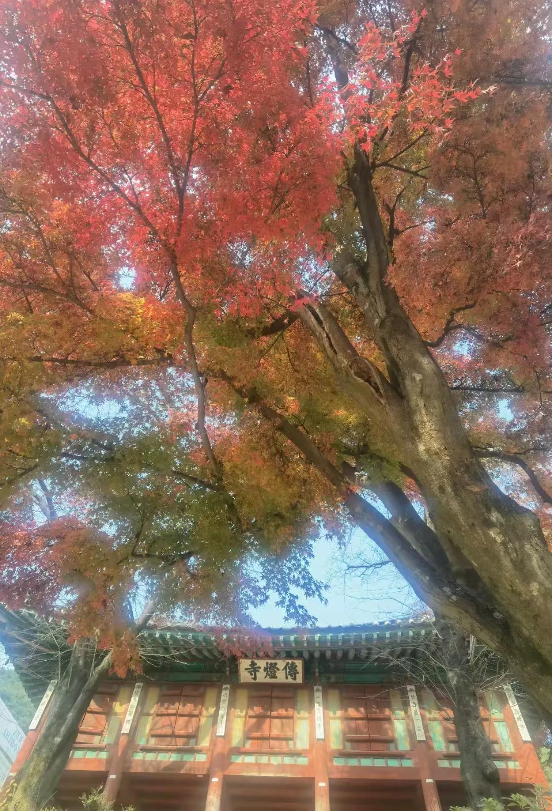 韩国旅行，传灯寺位于韩国仁川江华岛南面鼎足山上，是一处千年古刹。
相传为高句丽时