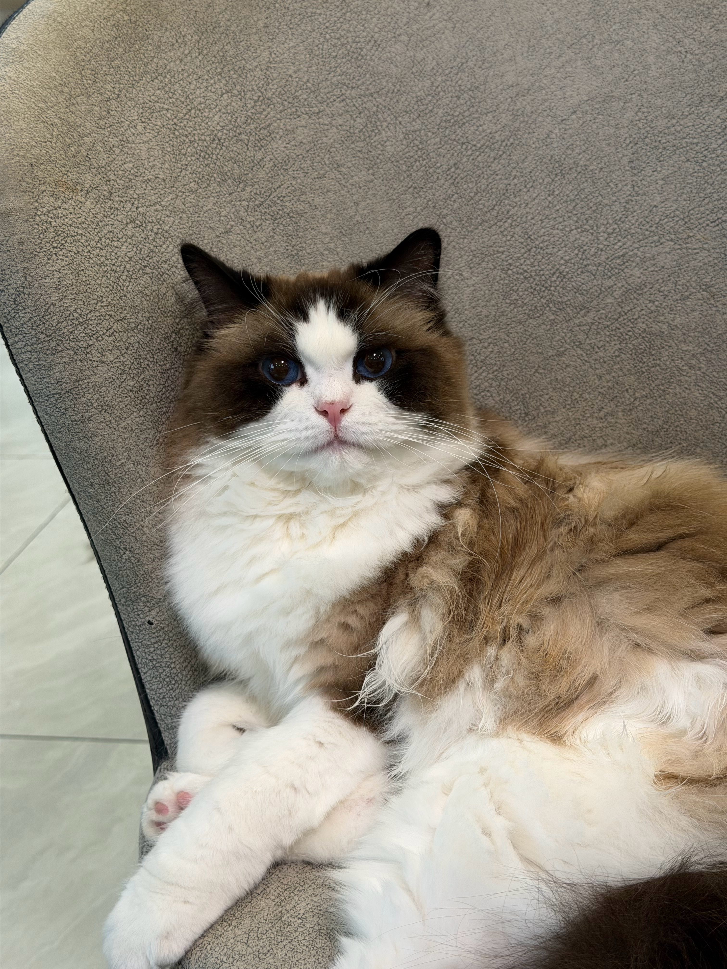 猫宁！日子怎么会是跟谁过都一样，养了小猫以后你就会发现还是帅哥好！帅哥尿床你都能