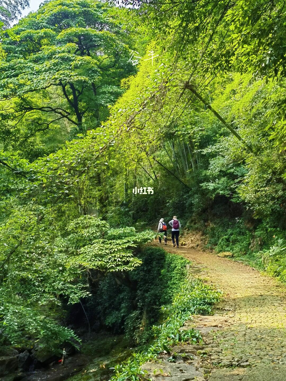 宁波小众宝藏徒步|月宫山粉黛-堇山湖红杉林