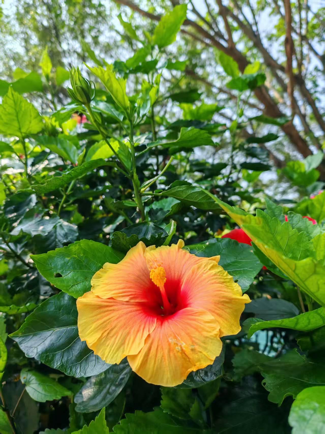 你是我心中最美的花