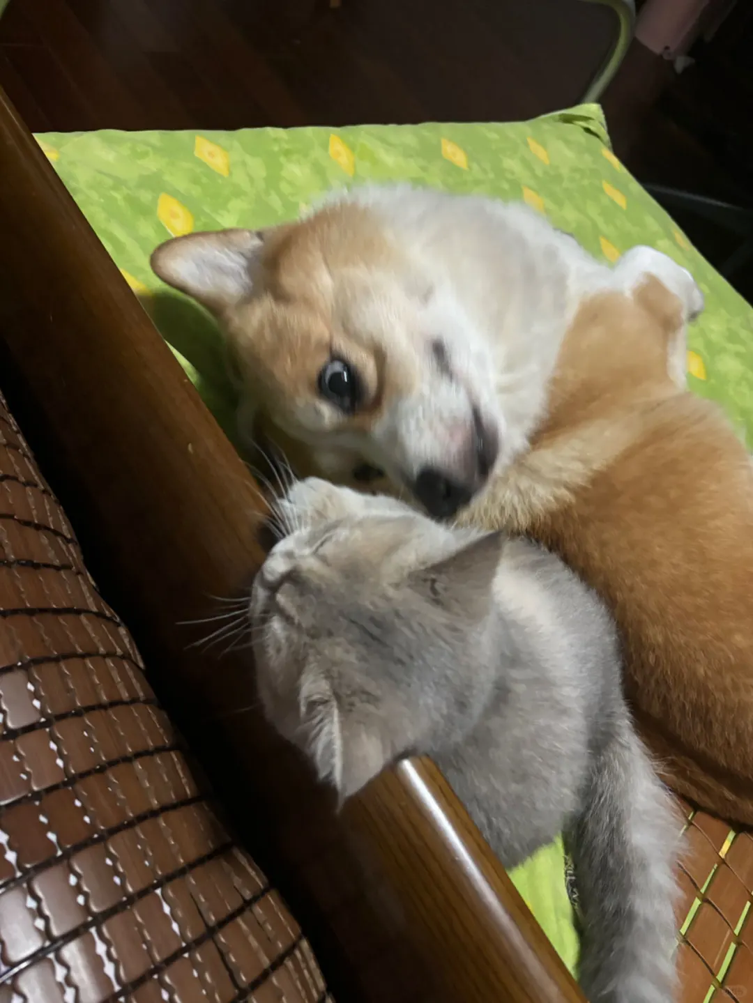 有多少老二是为了陪伴老大的