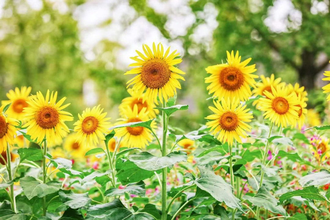 实拍🌻武汉园博园向日葵开啦！金灿灿的向日葵花海，就在长江文明馆小木屋阳光落在花
