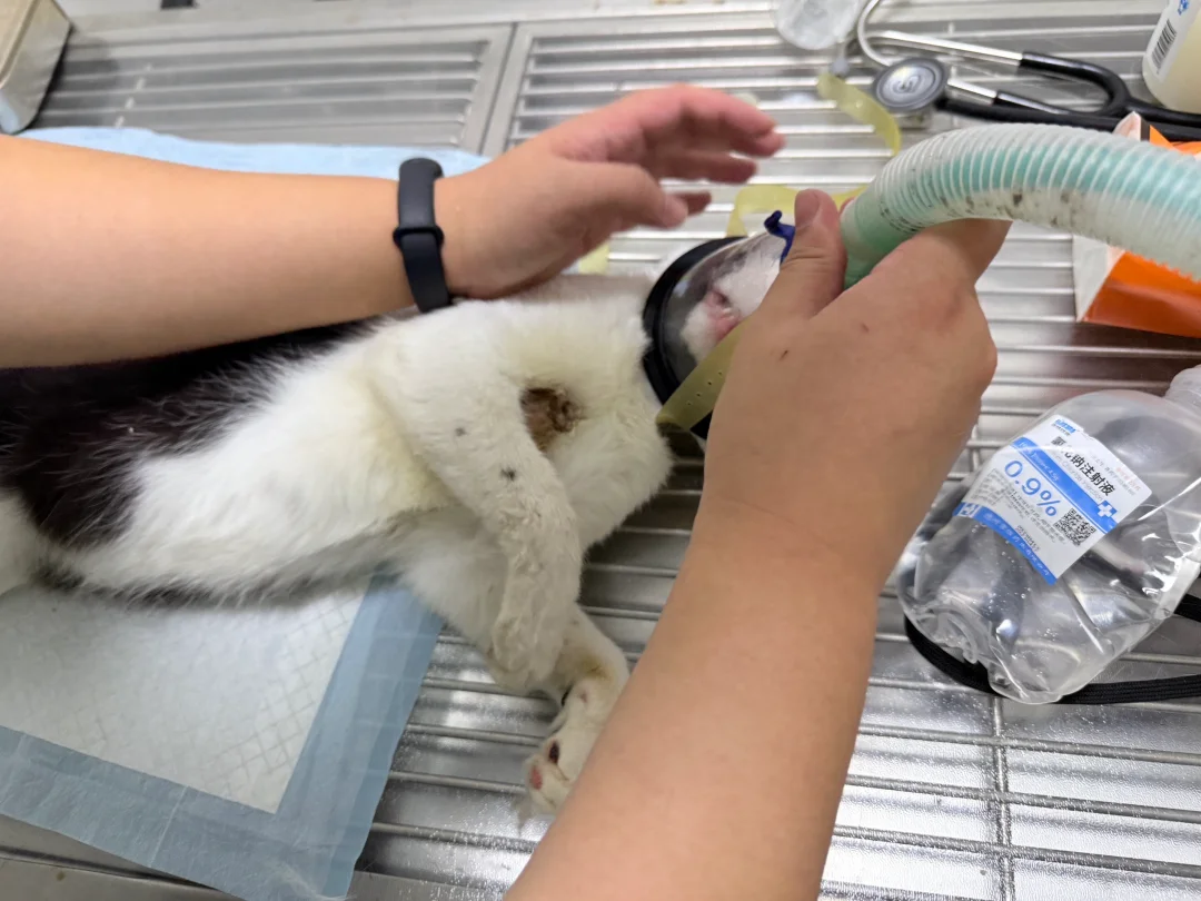 流浪猫腋下严重受伤后续  情况不乐观…